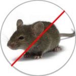 Pest Control Services company in Dhaka Bangladesh