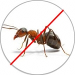Pest Control Services company in Dhaka Bangladesh