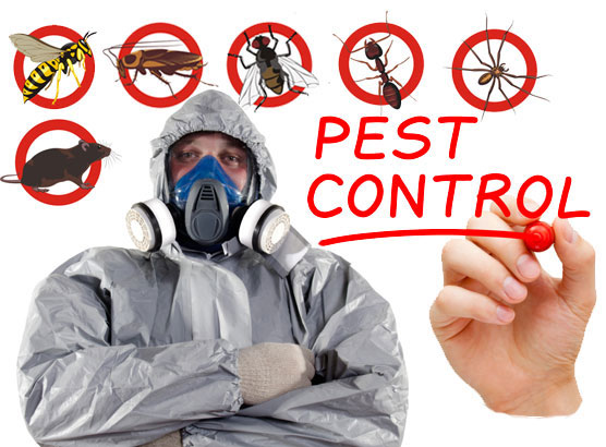 Pest Control Services Company Dhaka Bangladesh